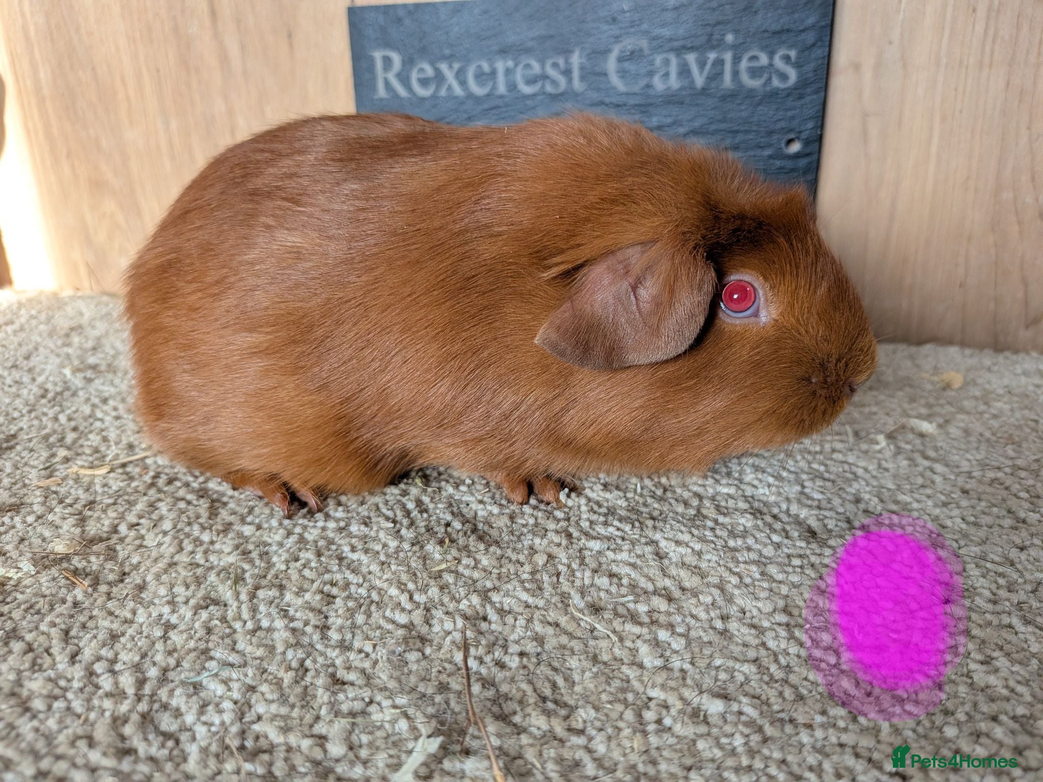 Guinea Pig rodents Pure bred pink eyed golden English crested  - Advert 7