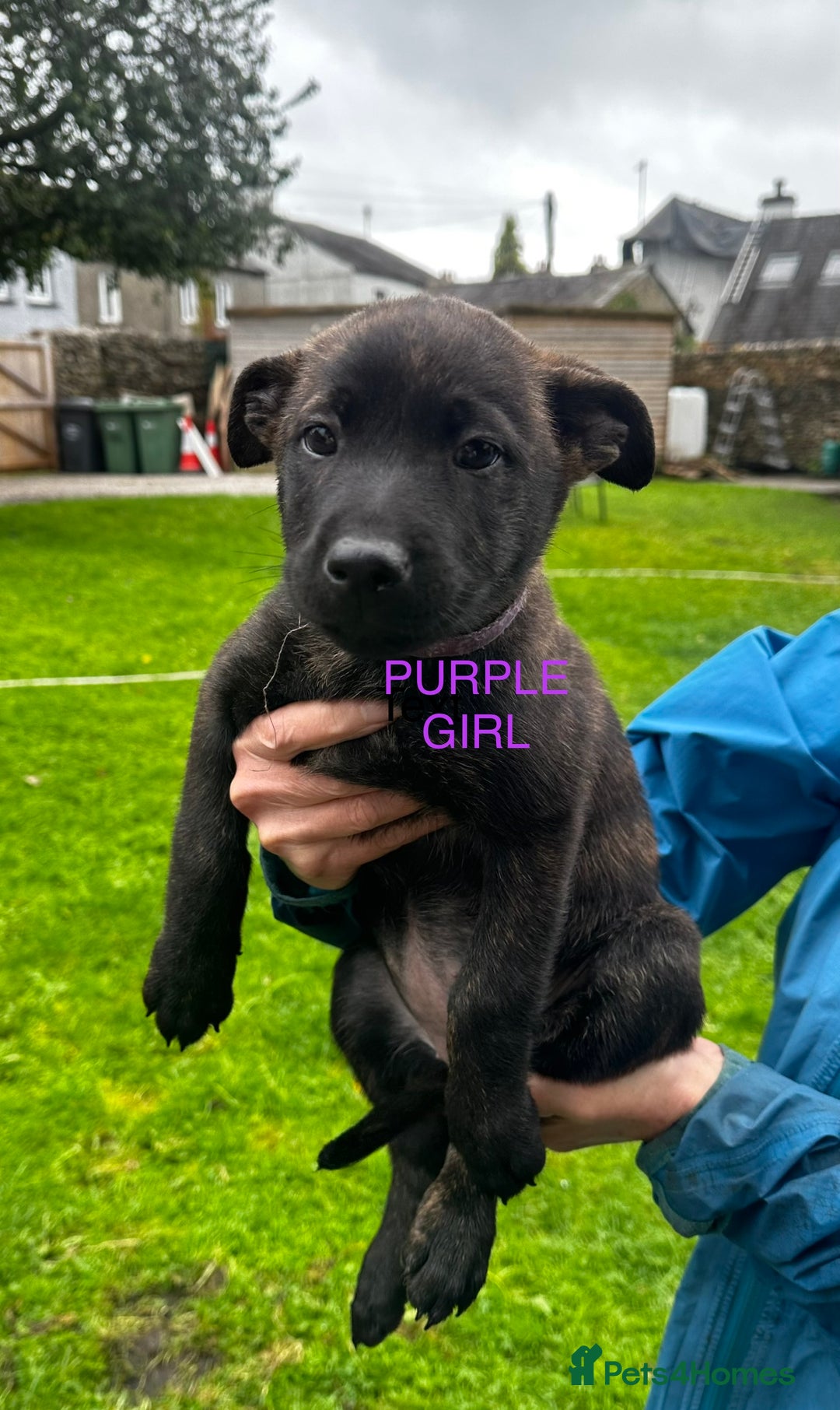 Mixed Breed dogs for sale: Dutch/Belgian malinois   - Image 8