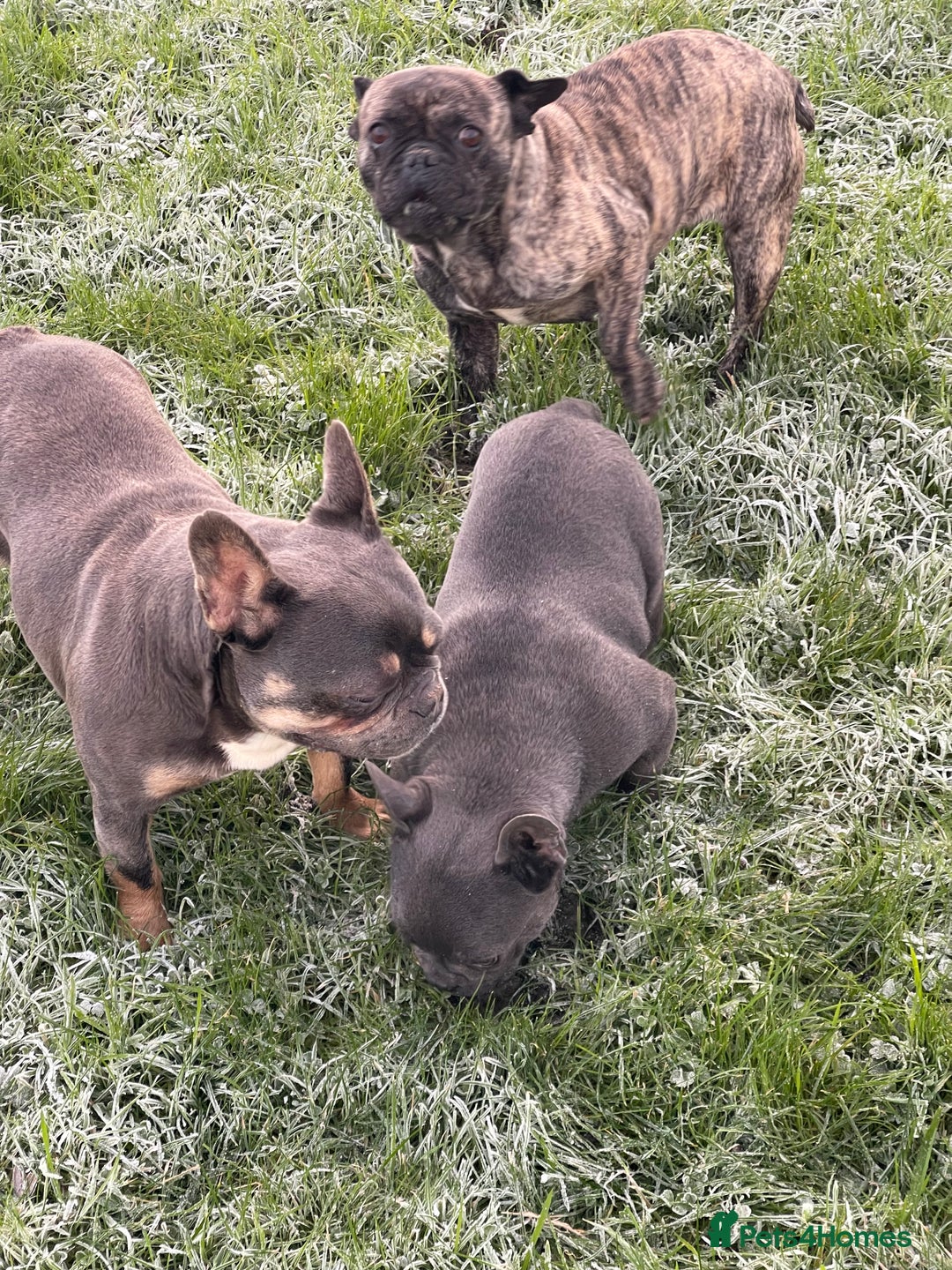 French Bulldog dogs for sale: French bulldog - Advert 1