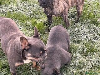 French Bulldog dogs French bulldog - Advert 1