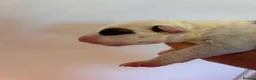 English Bull Terrier dogs for sale: KC Health Tested, UK Champion Lines,  - Advert 13