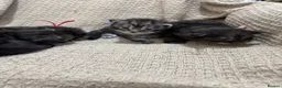 Maine Coon cats for sale: Exceptional Smoke / classic MAINCOON kittens  - Advert 5