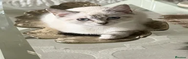 Ragdoll 1