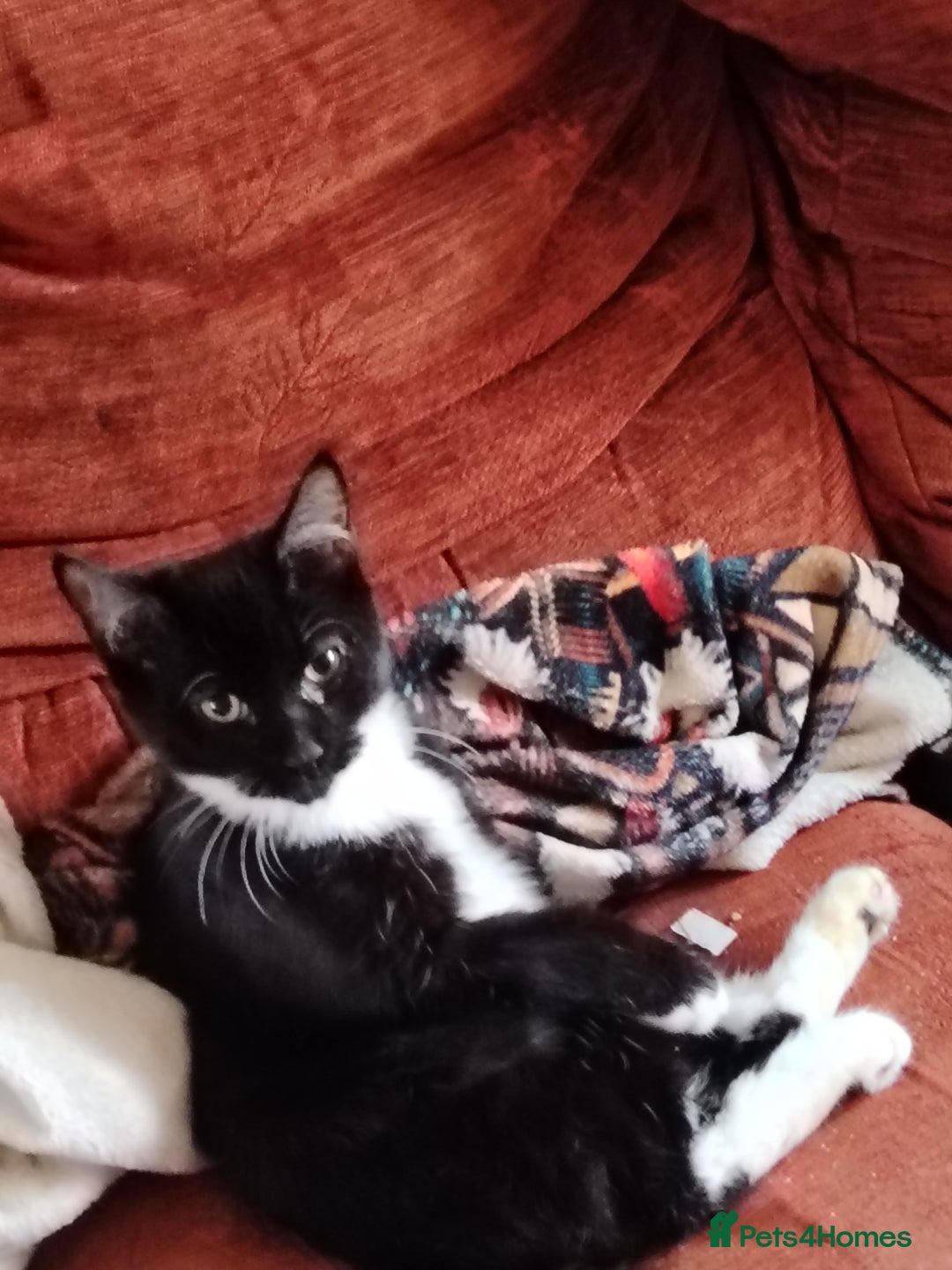 British Shorthair cats for sale: 2 tuxedo boys - Image 3