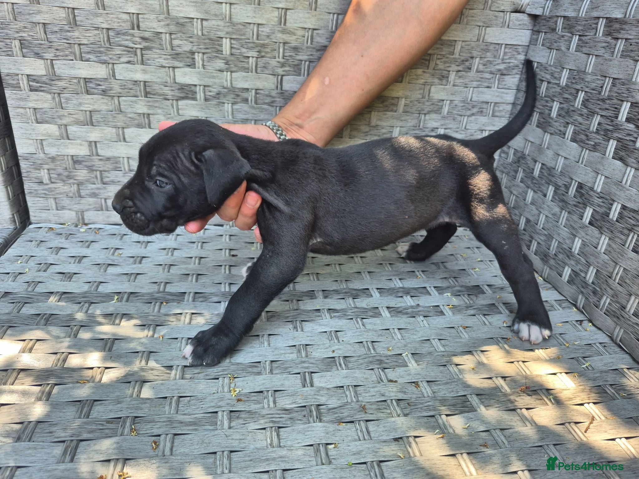 Presa Canario dogs Presa Canario Puppies ♥️ - Advert 14