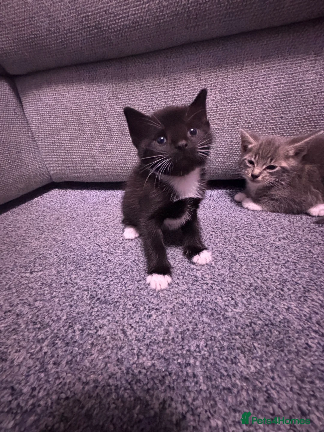 Mixed Breed cats for sale: Beautiful kittens  - Advert 10