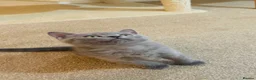 Russian Blue cats for sale: New litter 8wk Russian Blue British Shorthair boys - Advert 5