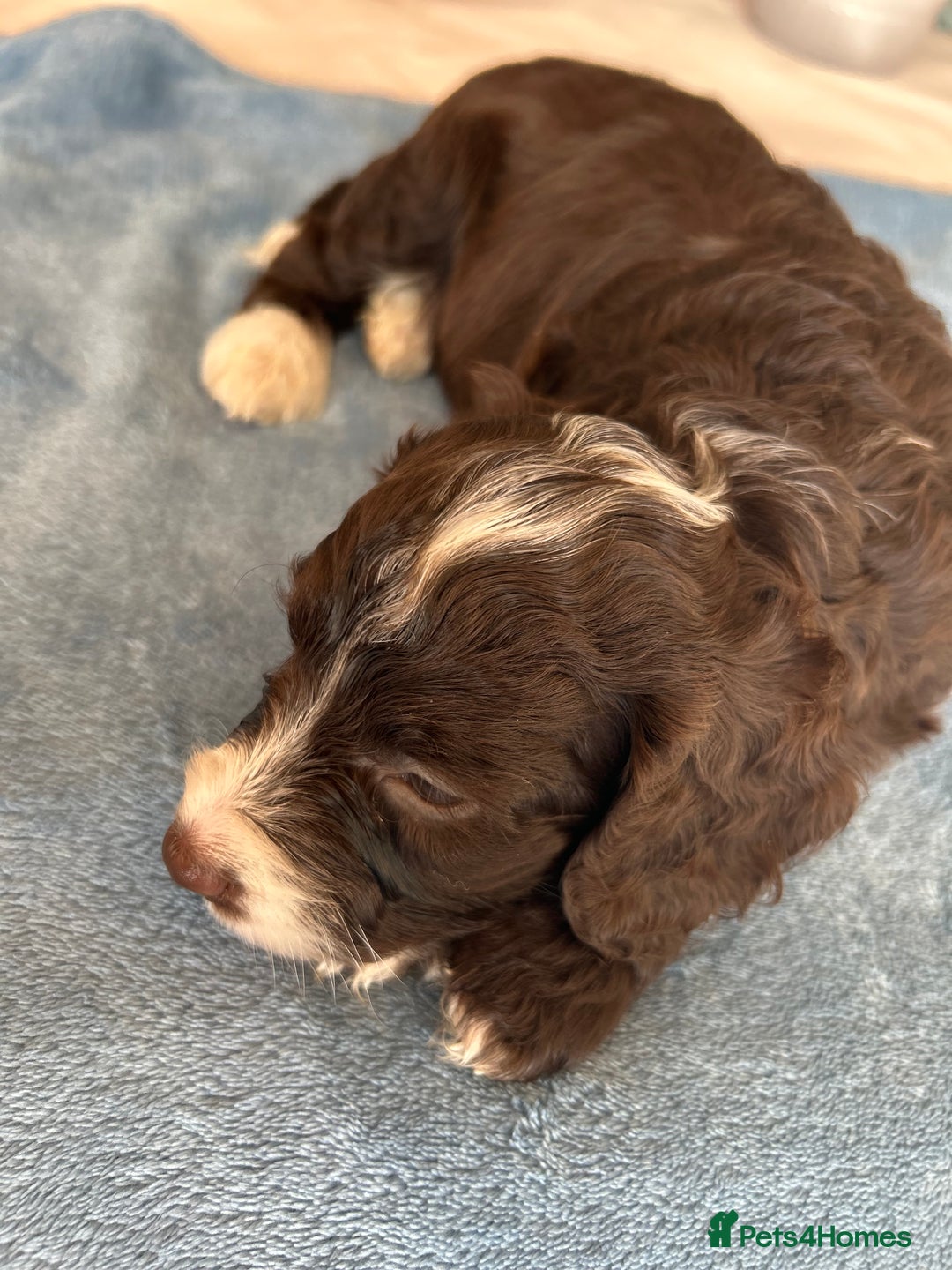 Cockapoo dogs for sale: Cocker Spaniel x Cockapoo Puppies Ready Soon  - Image 24