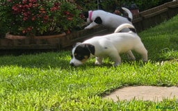 Jack Russell dogs for sale: Tricolour short legs Jack Russell  - Image 23
