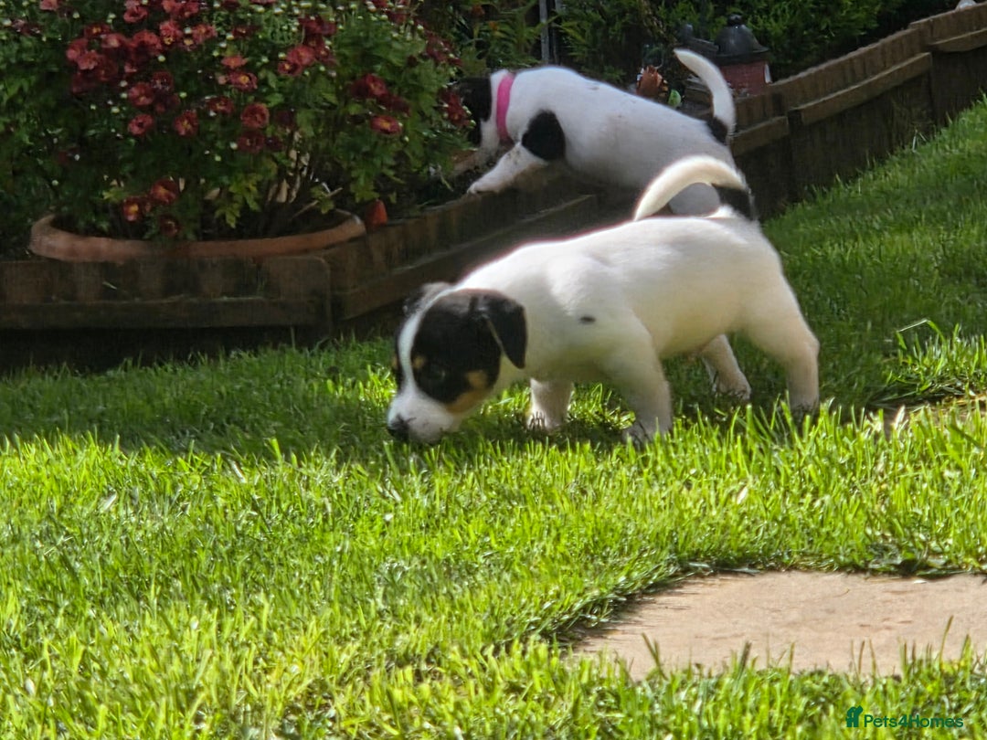 Jack Russell dogs for sale: Tricolour short legs Jack Russell  - Image 23