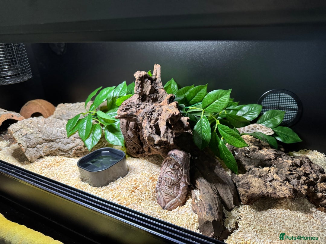 Snake reptiles for sale: Normal Western Hognose  - Image 8
