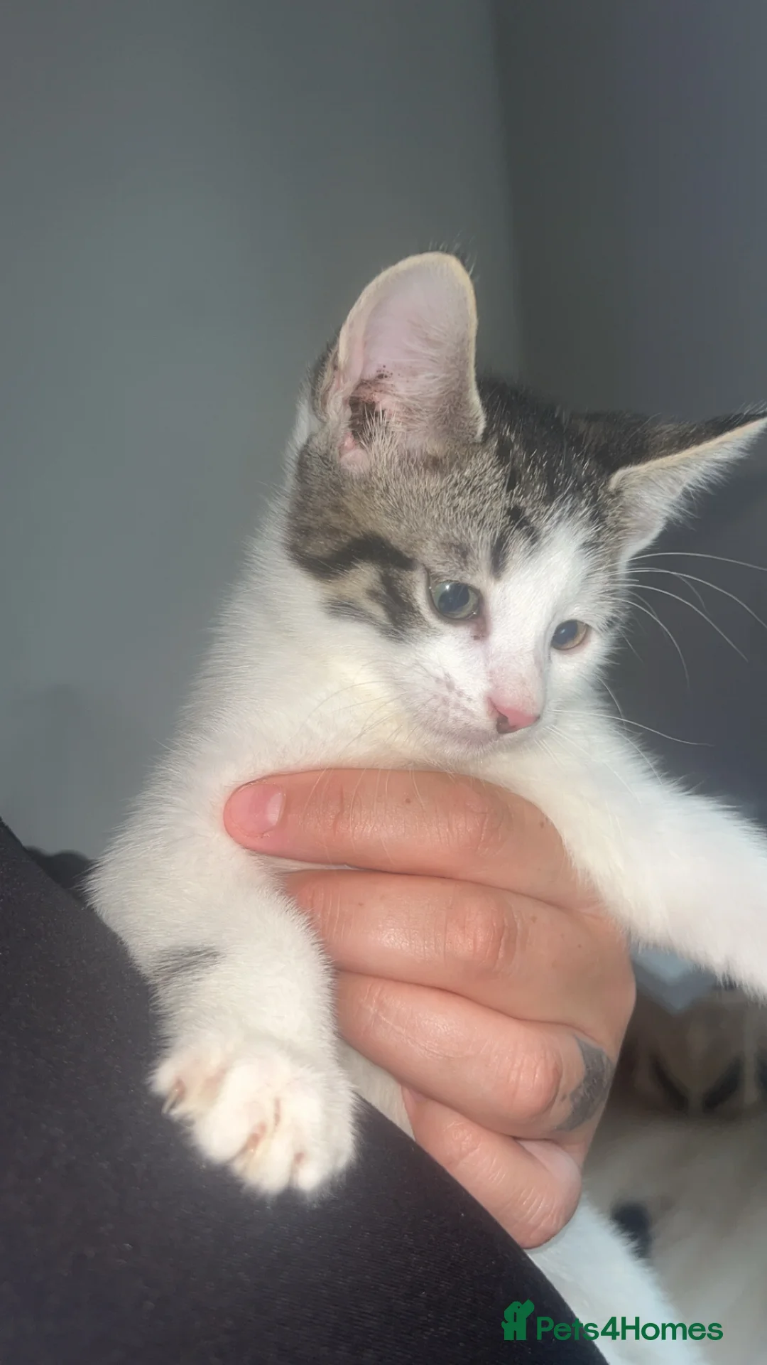Mixed Breed cats for sale: Beautiful kittens  - Advert 2