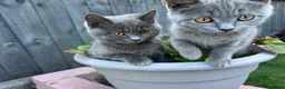 Mixed Breed cats for sale: Mixed British Shorthair  - Advert 3