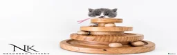 British Shorthair cats for sale: 10 Week old GCCF REG BSH KITTENS  - Advert 15