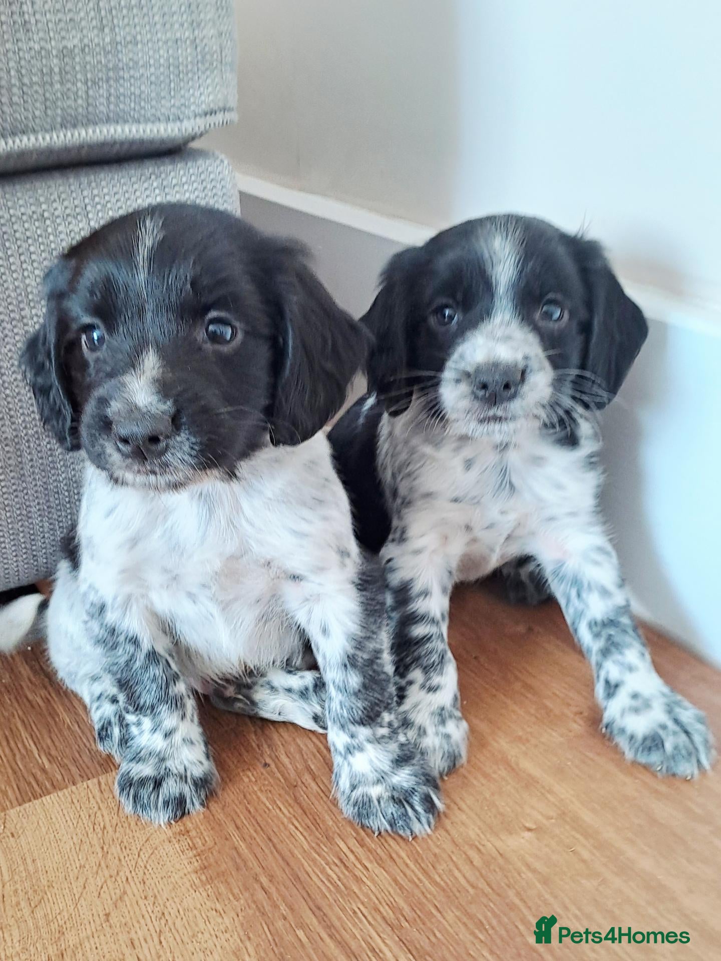 Sprocker dogs Ready this week F1 Sprocker puppies  - Advert 1