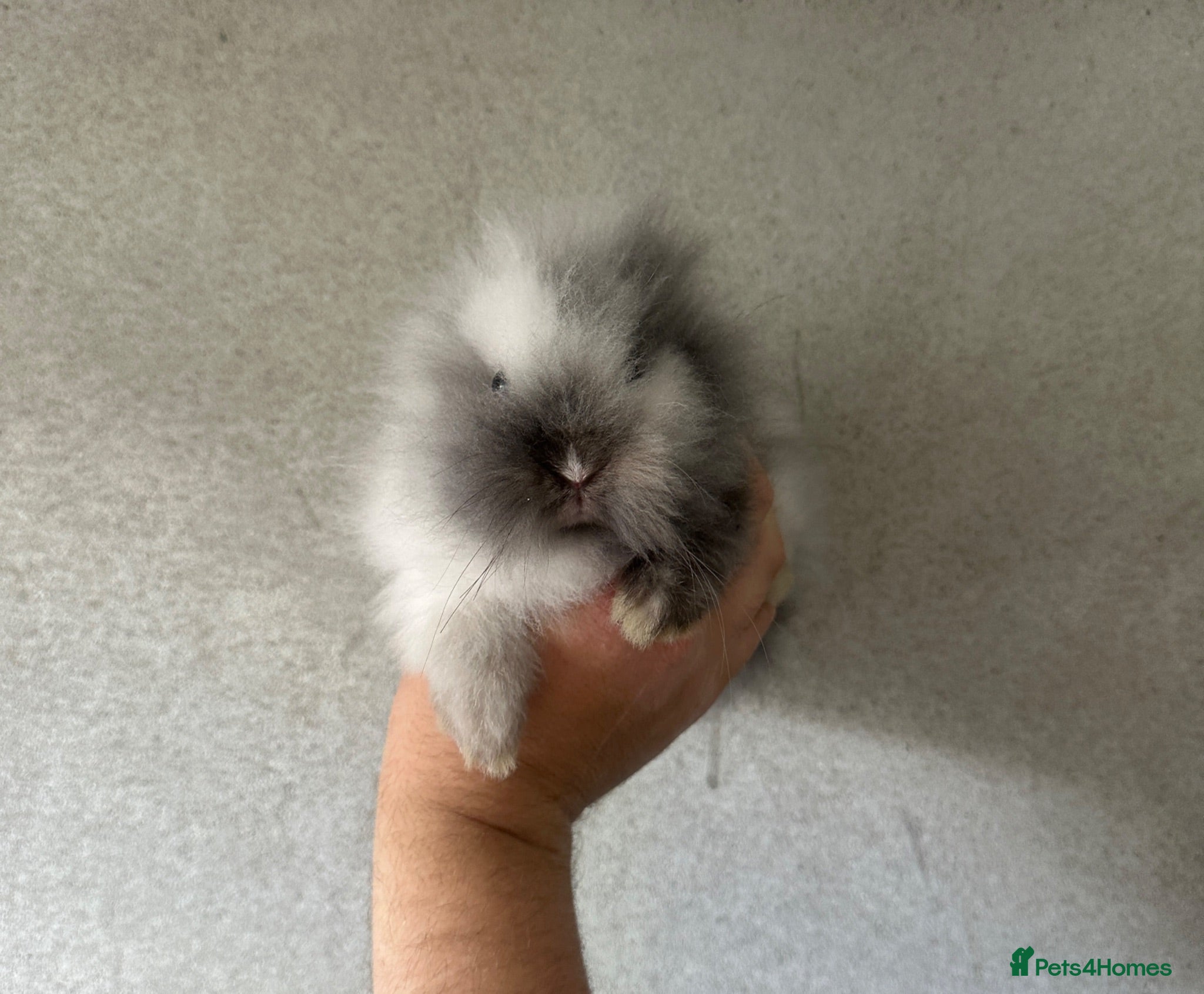 Lionhead rabbits Last boy Adorable double mane baby lionhead  - Advert 2