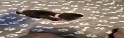 Mixed Breed dogs for sale: Staffordshire bull terrier x Lurcher puppies in Rugby - Advert 19