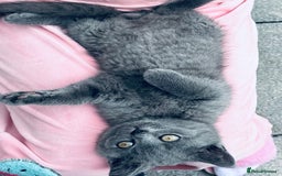 British Shorthair cats for sale: British shorthair  - Image 21