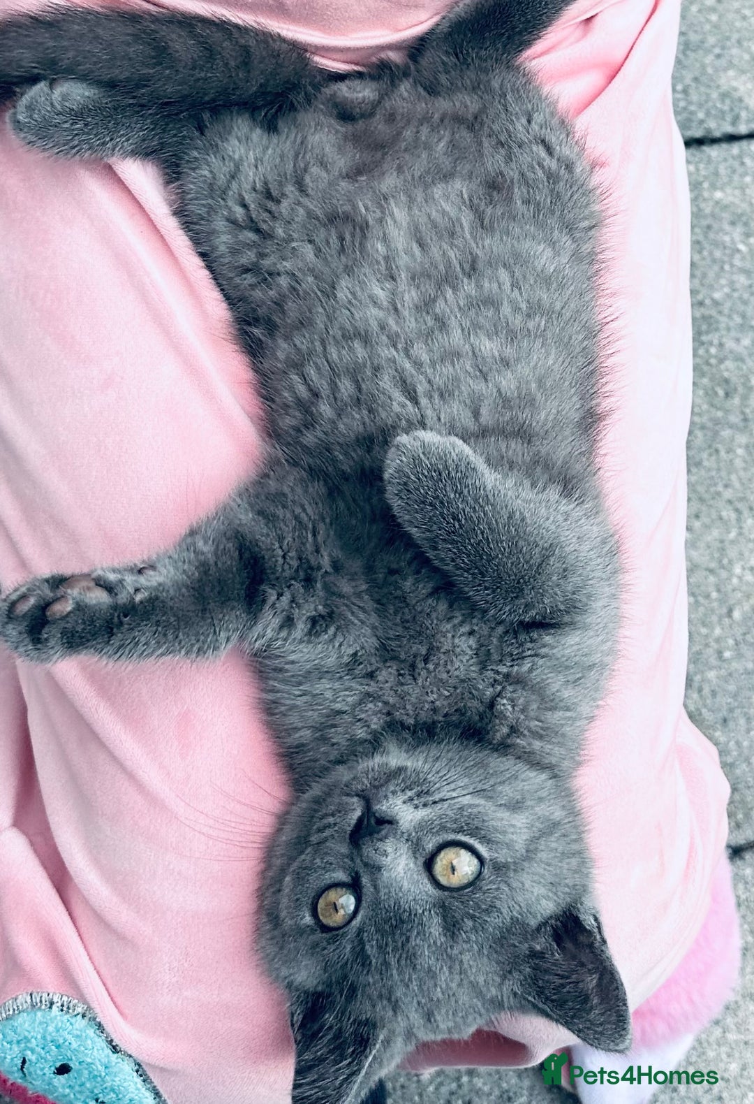 British Shorthair cats for sale: British shorthair  - Image 21