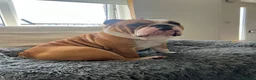 English Bulldog dogs for stud: Fawn & White English BullDog for Stud in Edinburgh - Advert 6
