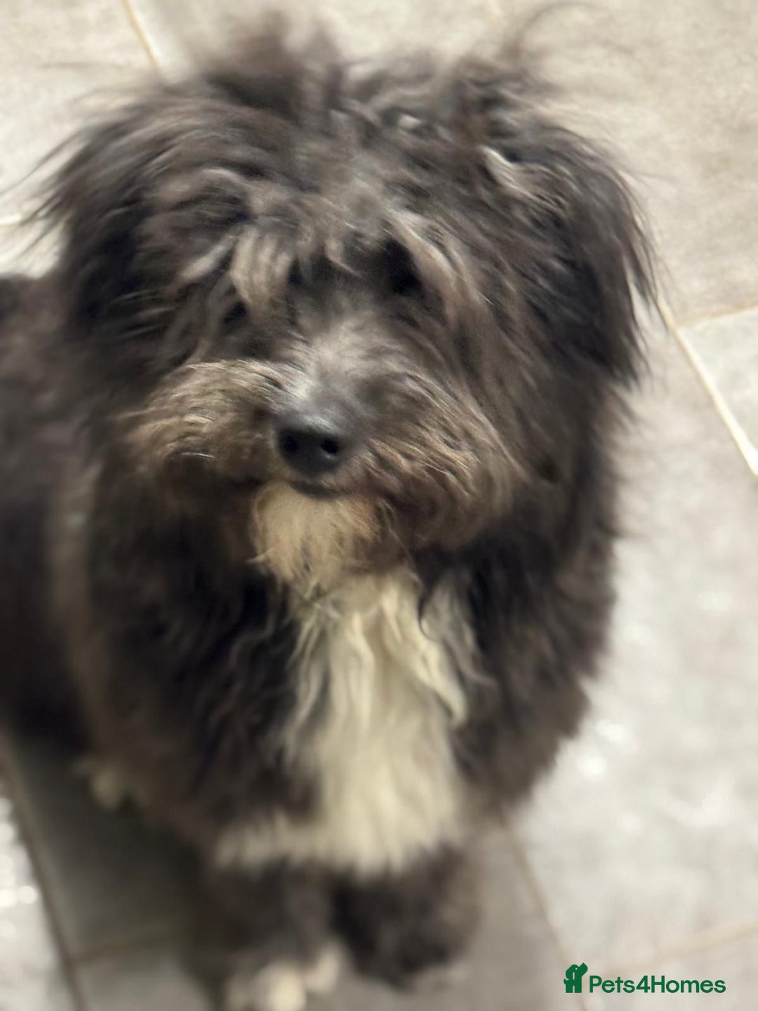 Mixed Breed dogs for adoption: Beautiful Jennifer needs a loving home - Advert 3