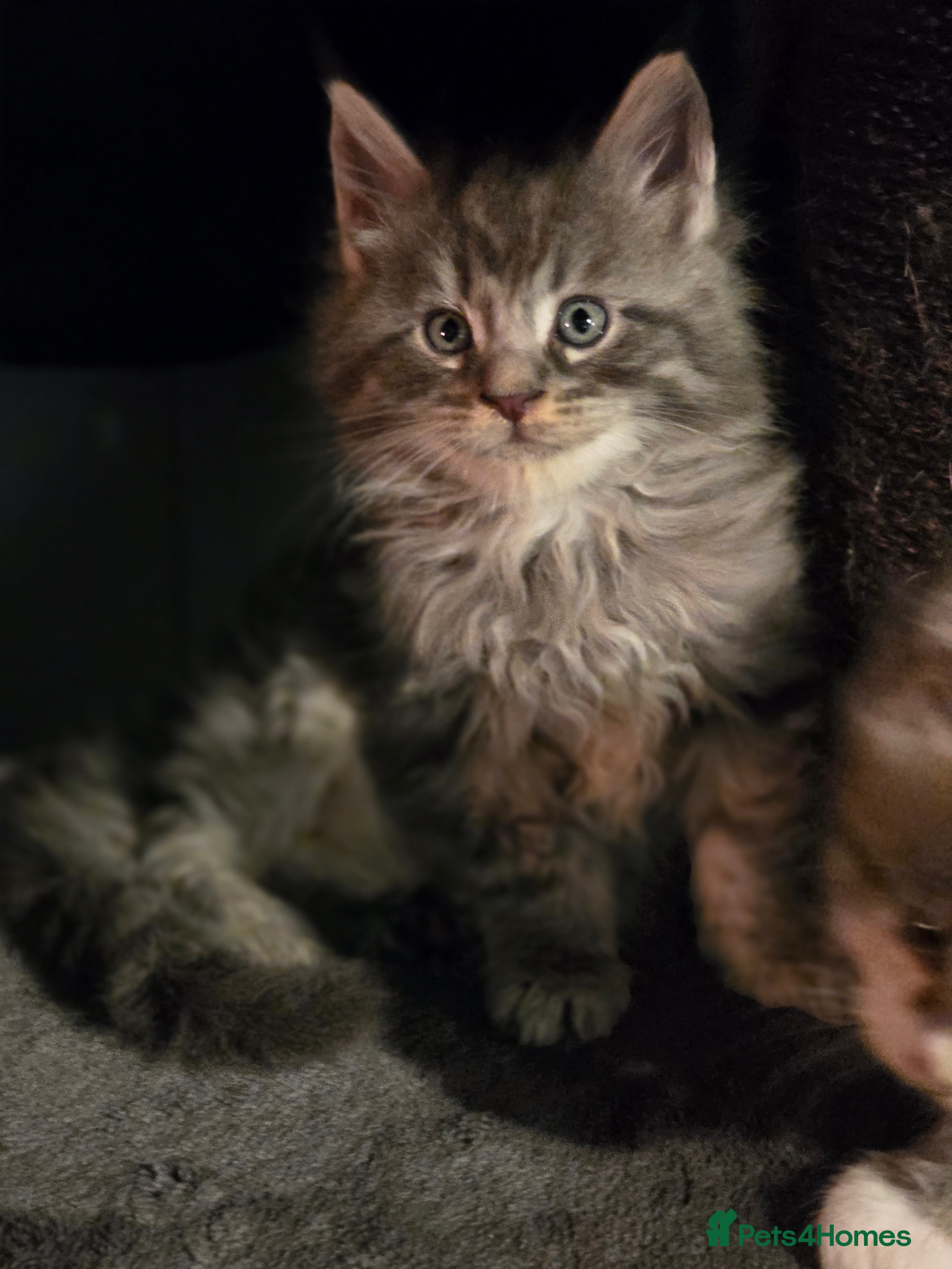 Maine Coon cats Beautiful blue tabby boy  - Advert 3