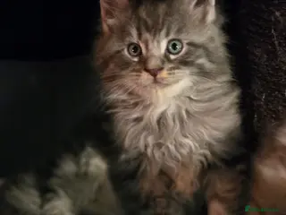 Maine Coon cats Beautiful blue tabby boy - Advert 3