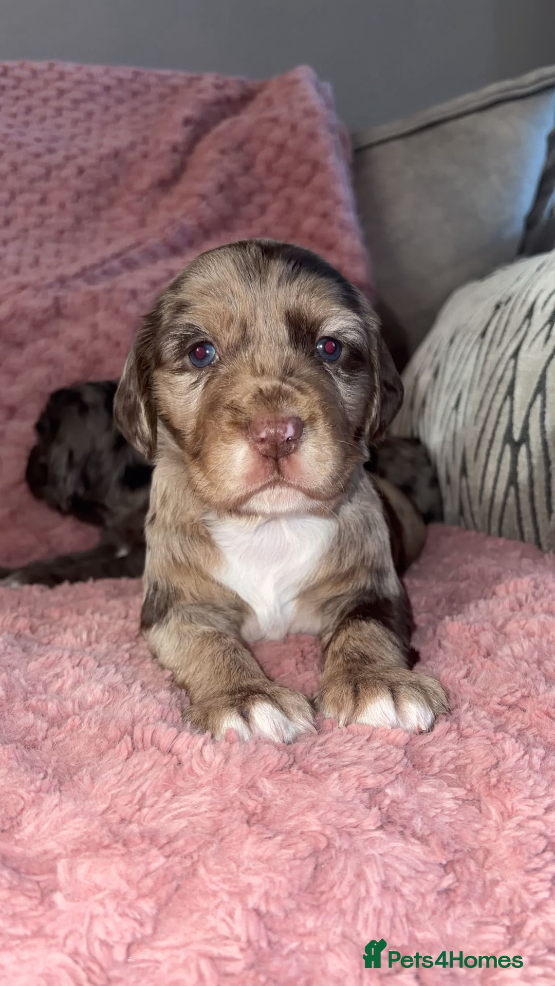 Cocker Spaniel dogs for sale: Cocker spaniel puppies - Advert 3