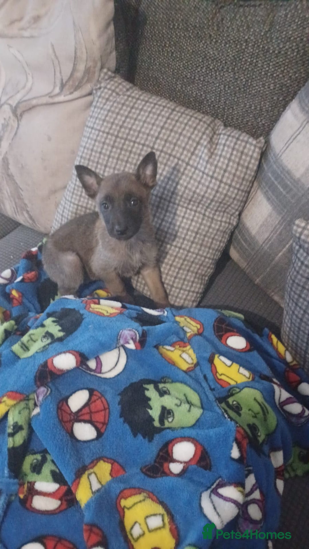 Belgian Shepherd Dog dogs for sale: Belgian Malinois  - Advert 3