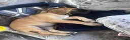Mixed Breed dogs for sale: Old English mastiff 1 left! reduced ! Ready now  - Advert 2