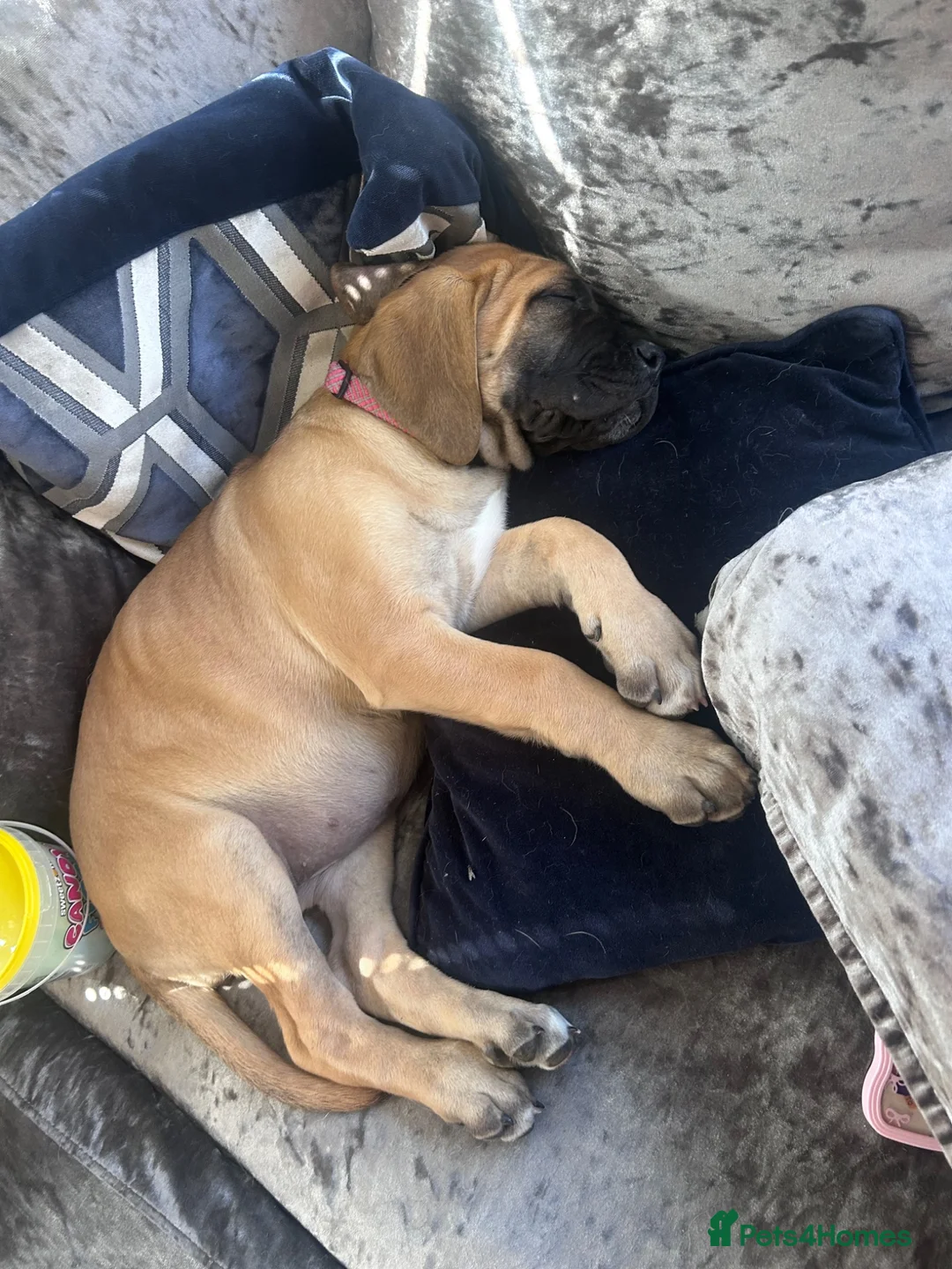 Mixed Breed dogs for sale: Old English mastiff 1 left! reduced ! Ready now  - Advert 2