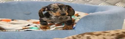 Miniature Dachshund dogs for sale: Beautiful Miniature Dachshund puppies for sale - Advert 16