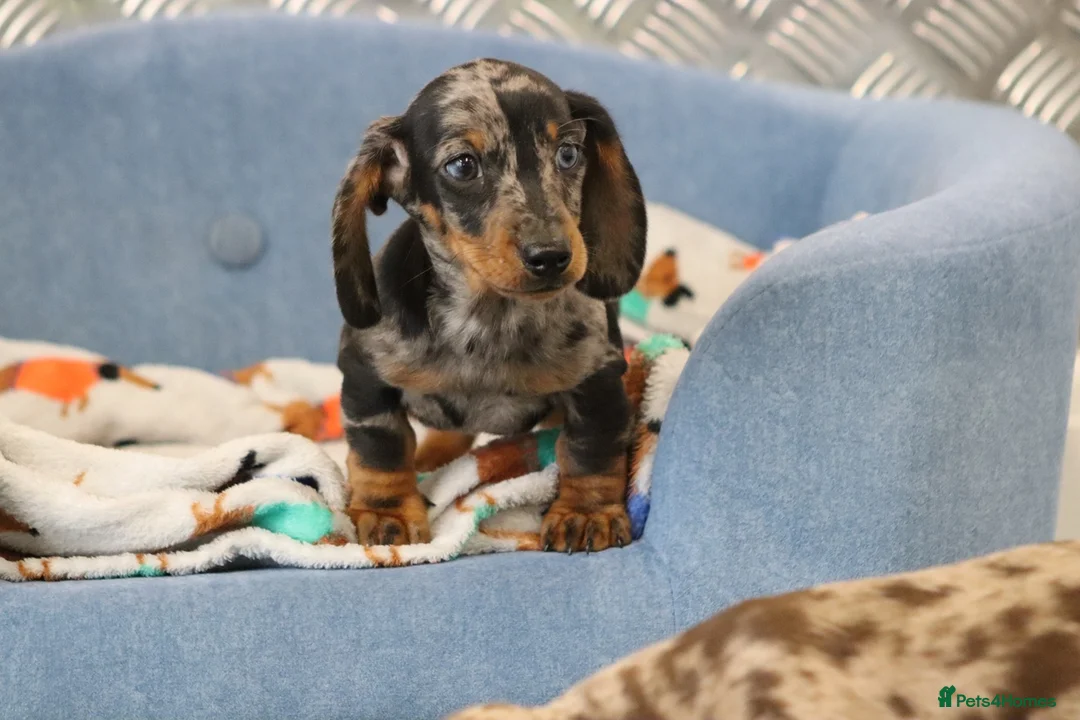 Miniature Dachshund dogs for sale: Beautiful Miniature Dachshund puppies for sale - Advert 16
