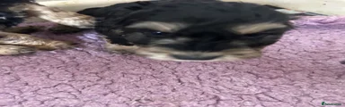 Cockapoo 2