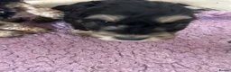 Cockapoo dogs for sale: Cutest cockapoos ready in two weeks  - Advert 2