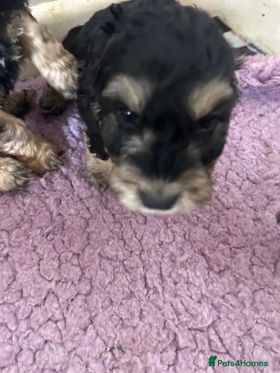 Cockapoo dogs for sale: Cutest cockapoos ready in two weeks  - Advert 2