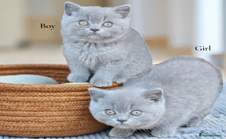British Shorthair cats - Advert 13