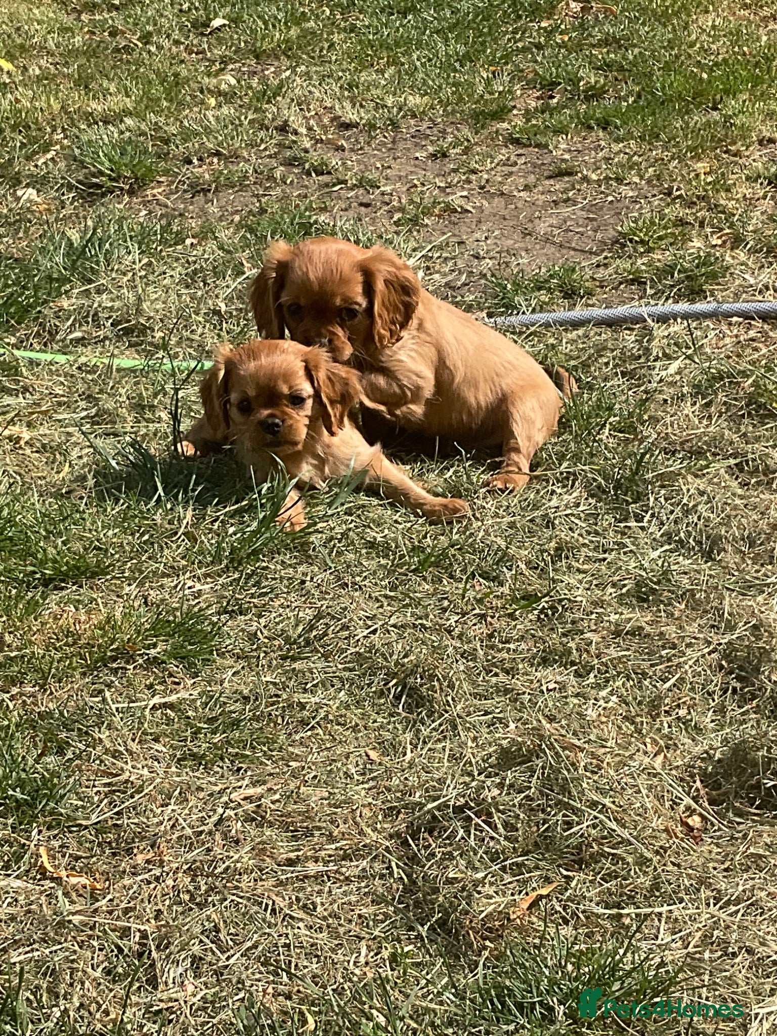 Cavalier King Charles Spaniel dogs Ruby Cavalier King Charles Spaniel Puppy’s  - Advert 2