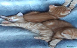 Mixed Breed cats for sale: Beautiful kittens for sale - Image 5