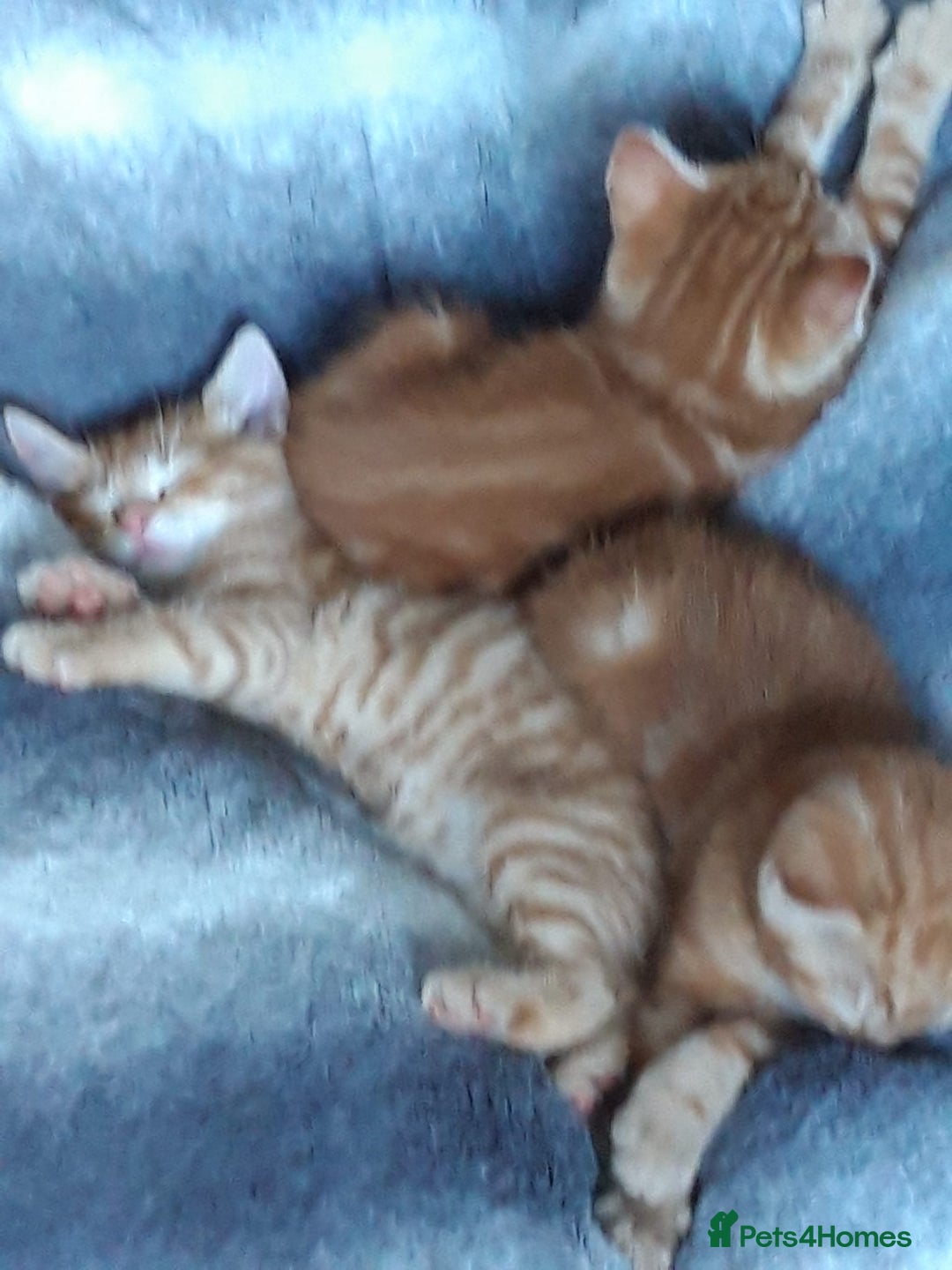 Mixed Breed cats for sale: Beautiful kittens for sale - Image 5