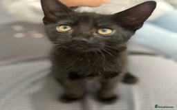 Mixed Breed cats for sale: 2 months old kittens  - Image 8