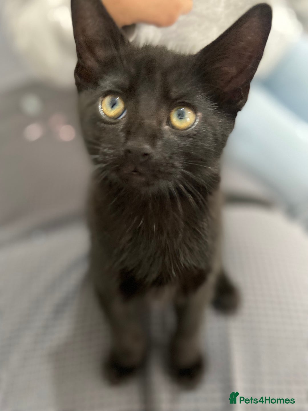 Mixed Breed cats for sale: 2 months old kittens  - Image 8