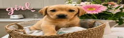 Labrador Retriever dogs for sale: Beautiful KC registered Labrador puppies  in Blandford Forum - Advert 4