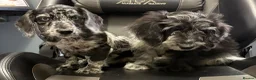 Mixed Breed dogs for sale: Fully vax READY NOW DOXIEPOO HEALTH TESTED PARENTS - Advert 10