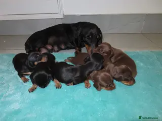 Dachshund dogs Dachshund puppies - Advert 13