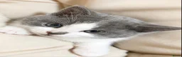 Mixed Breed cats for sale: Lovely kittens - Advert 20
