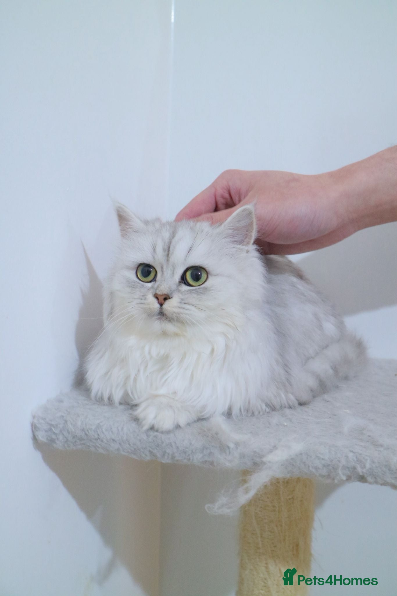 Persian cats Persian kitten 2 boys and 1 girl left - Advert 1