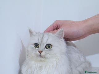 Persian cats Persian kitten 2 boys and 1 girl left - Advert 3