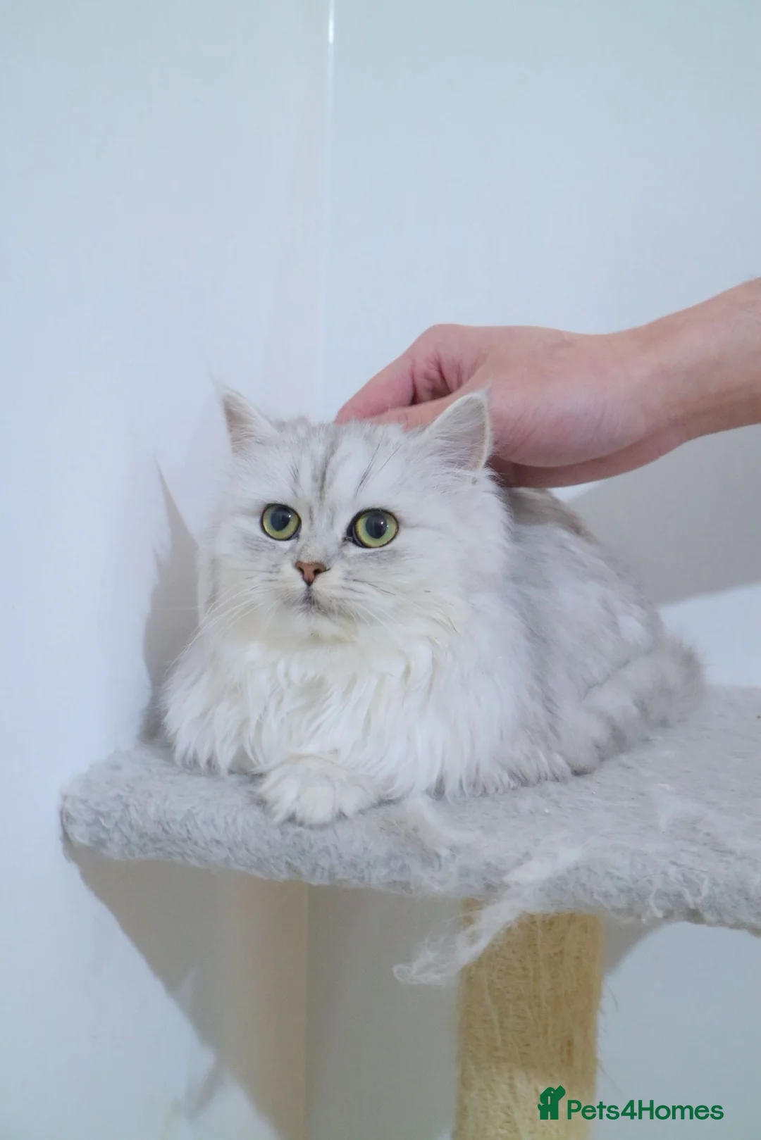 Persian cats for sale: One Persian boy remained! - Advert 1