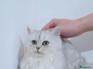 Persian cats Persian kitten 2 boys left - Advert 16